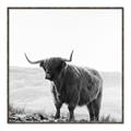 Picture of Scottish Fields Highland B&W _GroupedProduct_Square_Photography _GroupedProduct_Square_Canvas_Framed_