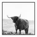 Picture of Scottish Fields Highland B&W _GroupedProduct_Square_Photography _GroupedProduct_Square_Canvas_Framed_