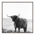 Picture of Scottish Fields Highland B&W _GroupedProduct_Square_Photography _GroupedProduct_Square_Canvas_Framed_