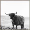 Picture of Scottish Fields Highland B&W _GroupedProduct_Square_Photography _GroupedProduct_Square_Canvas_Framed_