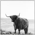 Picture of Scottish Fields Highland B&W _GroupedProduct_Square_Photography _GroupedProduct_Square_Canvas_Framed_