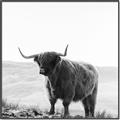 Picture of Scottish Fields Highland B&W _GroupedProduct_Square_Photography _GroupedProduct_Square_Canvas_Framed_