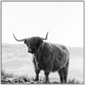 Picture of Scottish Fields Highland B&W _GroupedProduct_Square_Photography _GroupedProduct_Square_Canvas_Framed_