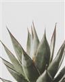 Picture of Cactus Succulent _GroupedProduct_Rectangle_Portrait_Photography _GroupedProduct_Rectangle_Portrait_Unframed_Print_Only_