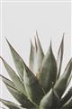 Picture of Cactus Succulent _GroupedProduct_Rectangle_Portrait_Photography _GroupedProduct_Rectangle_Portrait_Unframed_Print_Only_