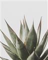 Picture of Cactus Succulent _GroupedProduct_Rectangle_Portrait_Photography _GroupedProduct_Rectangle_Portrait_Unframed_Print_Only_