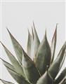 Picture of Cactus Succulent _GroupedProduct_Rectangle_Portrait_Photography _GroupedProduct_Rectangle_Portrait_Unframed_Print_Only_