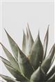 Picture of Cactus Succulent _GroupedProduct_Rectangle_Portrait_Photography _GroupedProduct_Rectangle_Portrait_Unframed_Print_Only_