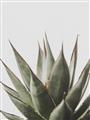 Picture of Cactus Succulent _GroupedProduct_Rectangle_Portrait_Photography _GroupedProduct_Rectangle_Portrait_Unframed_Print_Only_