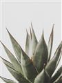 Picture of Cactus Succulent _GroupedProduct_Rectangle_Portrait_Photography _GroupedProduct_Rectangle_Portrait_Unframed_Print_Only_