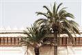 Picture of Wall with Palm Tree _GroupedProduct_Rectangle_Landscape_Photography _GroupedProduct_Rectangle_Landscape_Unframed_Print_Only_
