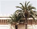 Picture of Wall with Palm Tree _GroupedProduct_Rectangle_Landscape_Photography _GroupedProduct_Rectangle_Landscape_Unframed_Print_Only_