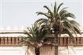 Picture of Wall with Palm Tree _GroupedProduct_Rectangle_Landscape_Photography _GroupedProduct_Rectangle_Landscape_Unframed_Print_Only_