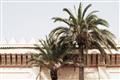 Picture of Wall with Palm Tree _GroupedProduct_Rectangle_Landscape_Photography _GroupedProduct_Rectangle_Landscape_Unframed_Print_Only_