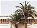 Picture of Wall with Palm Tree _GroupedProduct_Rectangle_Landscape_Photography _GroupedProduct_Rectangle_Landscape_Unframed_Print_Only_