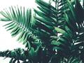 Picture of Fern Garden  _GroupedProduct_Rectangle_Landscape_Photography _GroupedProduct_Rectangle_Landscape_Unframed_Print_Only_