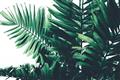 Picture of Fern Garden  _GroupedProduct_Rectangle_Landscape_Photography _GroupedProduct_Rectangle_Landscape_Unframed_Print_Only_