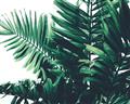 Picture of Fern Garden  _GroupedProduct_Rectangle_Landscape_Photography _GroupedProduct_Rectangle_Landscape_Unframed_Print_Only_