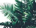 Picture of Fern Garden  _GroupedProduct_Rectangle_Landscape_Photography _GroupedProduct_Rectangle_Landscape_Unframed_Print_Only_