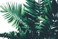 Picture of Fern Garden  _GroupedProduct_Rectangle_Landscape_Photography _GroupedProduct_Rectangle_Landscape_Unframed_Print_Only_