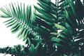 Picture of Fern Garden  _GroupedProduct_Rectangle_Landscape_Photography _GroupedProduct_Rectangle_Landscape_Unframed_Print_Only_