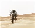 Picture of Sandy Desert  _GroupedProduct_Rectangle_Landscape_Photography _GroupedProduct_Rectangle_Landscape_Unframed_Print_Only_