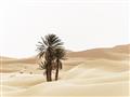 Picture of Sandy Desert  _GroupedProduct_Rectangle_Landscape_Photography _GroupedProduct_Rectangle_Landscape_Unframed_Print_Only_