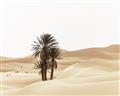 Picture of Sandy Desert  _GroupedProduct_Rectangle_Landscape_Photography _GroupedProduct_Rectangle_Landscape_Unframed_Print_Only_