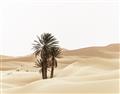 Picture of Sandy Desert  _GroupedProduct_Rectangle_Landscape_Photography _GroupedProduct_Rectangle_Landscape_Unframed_Print_Only_