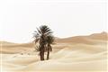 Picture of Sandy Desert  _GroupedProduct_Rectangle_Landscape_Photography _GroupedProduct_Rectangle_Landscape_Unframed_Print_Only_