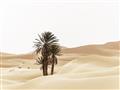Picture of Sandy Desert  _GroupedProduct_Rectangle_Landscape_Photography _GroupedProduct_Rectangle_Landscape_Unframed_Print_Only_
