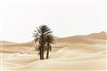 Picture of Sandy Desert  _GroupedProduct_Rectangle_Landscape_Photography _GroupedProduct_Rectangle_Landscape_Unframed_Print_Only_