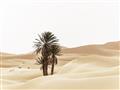 Picture of Sandy Desert  _GroupedProduct_Rectangle_Landscape_Photography _GroupedProduct_Rectangle_Landscape_Unframed_Print_Only_