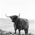 Picture of Scottish Fields Highland B&W _GroupedProduct_Square_Photography _GroupedProduct_Square_Unframed_Print_Only_