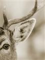 Picture of Eye of the Deer _GroupedProduct_Rectangle_Portrait_Photography _GroupedProduct_Rectangle_Portrait_Unframed_Print_Only_