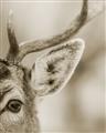Picture of Eye of the Deer _GroupedProduct_Rectangle_Portrait_Photography _GroupedProduct_Rectangle_Portrait_Unframed_Print_Only_