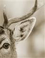 Picture of Eye of the Deer _GroupedProduct_Rectangle_Portrait_Photography _GroupedProduct_Rectangle_Portrait_Unframed_Print_Only_