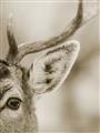 Picture of Eye of the Deer _GroupedProduct_Rectangle_Portrait_Photography _GroupedProduct_Rectangle_Portrait_Unframed_Print_Only_