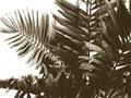 Picture of Fern Garden  _GroupedProduct_Rectangle_Landscape_Photography _GroupedProduct_Rectangle_Landscape_Unframed_Print_Only_