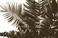 Picture of Fern Garden  _GroupedProduct_Rectangle_Landscape_Photography _GroupedProduct_Rectangle_Landscape_Unframed_Print_Only_