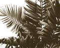 Picture of Fern Garden  _GroupedProduct_Rectangle_Landscape_Photography _GroupedProduct_Rectangle_Landscape_Unframed_Print_Only_