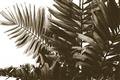 Picture of Fern Garden  _GroupedProduct_Rectangle_Landscape_Photography _GroupedProduct_Rectangle_Landscape_Unframed_Print_Only_