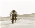 Picture of Sandy Desert  _GroupedProduct_Rectangle_Landscape_Photography _GroupedProduct_Rectangle_Landscape_Unframed_Print_Only_