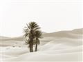 Picture of Sandy Desert  _GroupedProduct_Rectangle_Landscape_Photography _GroupedProduct_Rectangle_Landscape_Unframed_Print_Only_