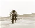 Picture of Sandy Desert  _GroupedProduct_Rectangle_Landscape_Photography _GroupedProduct_Rectangle_Landscape_Unframed_Print_Only_