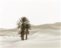 Picture of Sandy Desert  _GroupedProduct_Rectangle_Landscape_Photography _GroupedProduct_Rectangle_Landscape_Unframed_Print_Only_