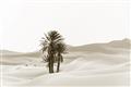 Picture of Sandy Desert  _GroupedProduct_Rectangle_Landscape_Photography _GroupedProduct_Rectangle_Landscape_Unframed_Print_Only_