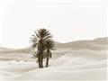 Picture of Sandy Desert  _GroupedProduct_Rectangle_Landscape_Photography _GroupedProduct_Rectangle_Landscape_Unframed_Print_Only_