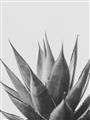 Picture of Cactus Succulent _GroupedProduct_Rectangle_Portrait_Photography _GroupedProduct_Rectangle_Portrait_Unframed_Print_Only_