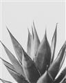 Picture of Cactus Succulent _GroupedProduct_Rectangle_Portrait_Photography _GroupedProduct_Rectangle_Portrait_Unframed_Print_Only_